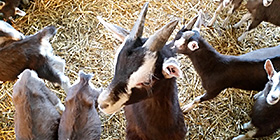 Die kleinen Leute von Swabedoo